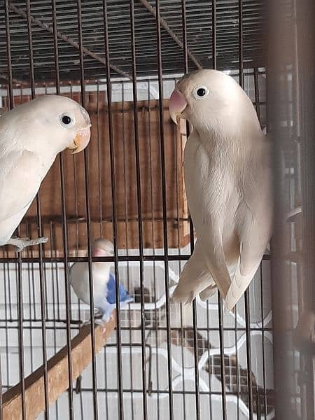 breeder pairs of cocktails and love birds 2