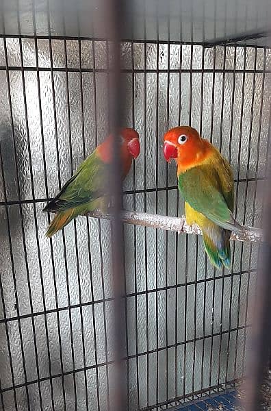 breeder pairs of cocktails and love birds 3