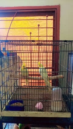 cocktail parrot pair with cage 0