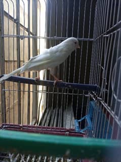 Canary white color Sining bird 0