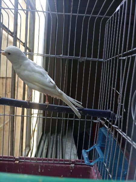 Canary white color Sining bird 1