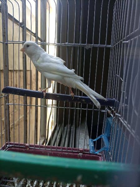 Canary white color Sining bird 2