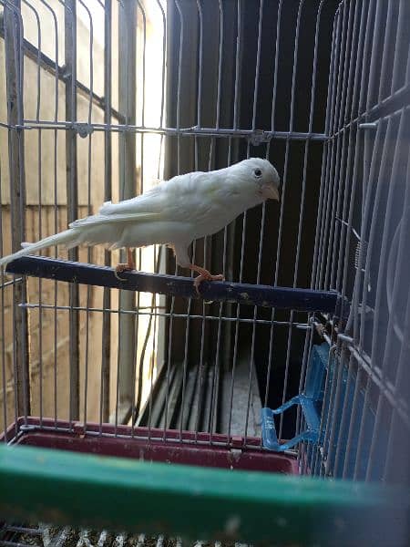 Canary white color Sining bird 3