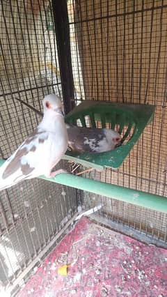 Diamond pied dove breeding pair