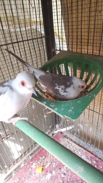Diamond pied dove breeding pair 1