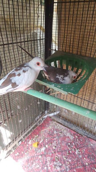 Diamond pied dove breeding pair 2