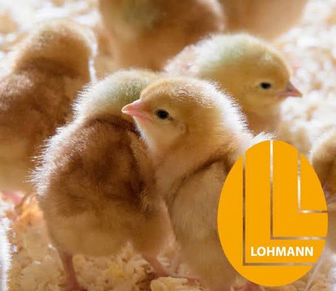 | Lohman brown | lohman chick | | hens for salad| 0