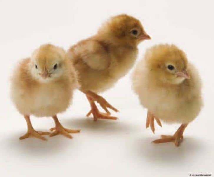 | Lohman brown | lohman chick | | hens for salad| 1
