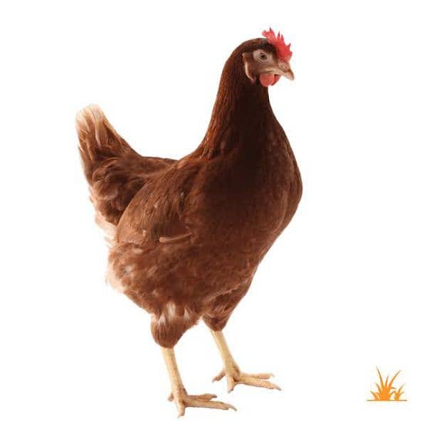 | Lohman brown | lohman chick | | hens for salad| 2