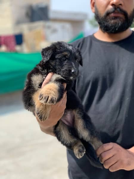 long coat male and female puppy and long cont cnfrm breader age 19 M 1