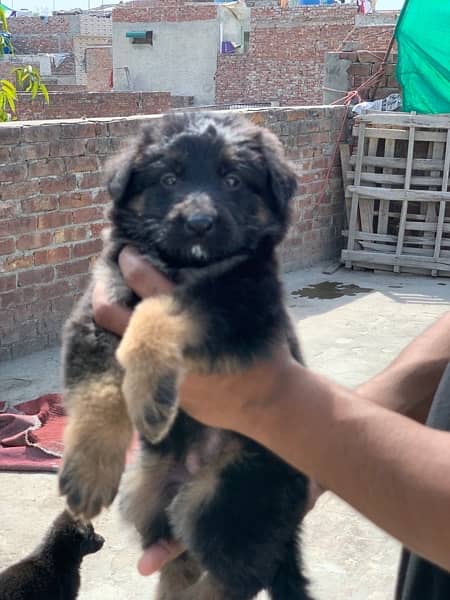 long coat male and female puppy and long cont cnfrm breader age 19 M 3