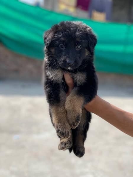 long coat male and female puppy and long cont cnfrm breader age 19 M 14