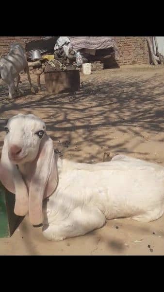 goat,,rajanpuri gulabi bakri,, 6 dant, with 2 bachy,Male, female 7