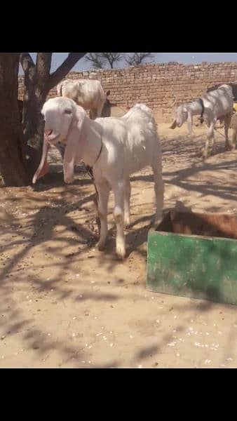 goat,,rajanpuri gulabi bakri,, 6 dant, with 2 bachy,Male, female 11