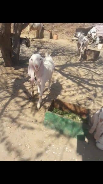 goat,,rajanpuri gulabi bakri,, 6 dant, with 2 bachy,Male, female 12