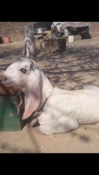 goat,,rajanpuri gulabi bakri,, 6 dant, with 2 bachy,Male, female 16