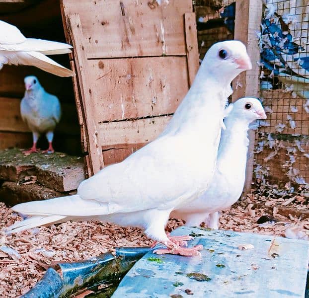 Fancy Sentinet pigeon kabooter breeder pair 3