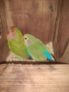 love bird peach and cherry face confirm pair