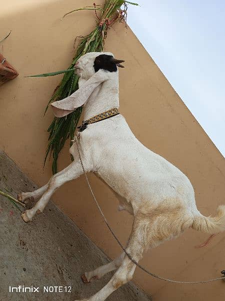 Gulabbi Cross bakra 2 Goat 5
