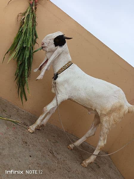 Gulabbi Cross bakra 2 Goat 6