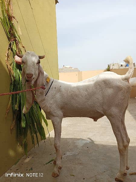 Gulabbi Cross bakra 2 Goat 10