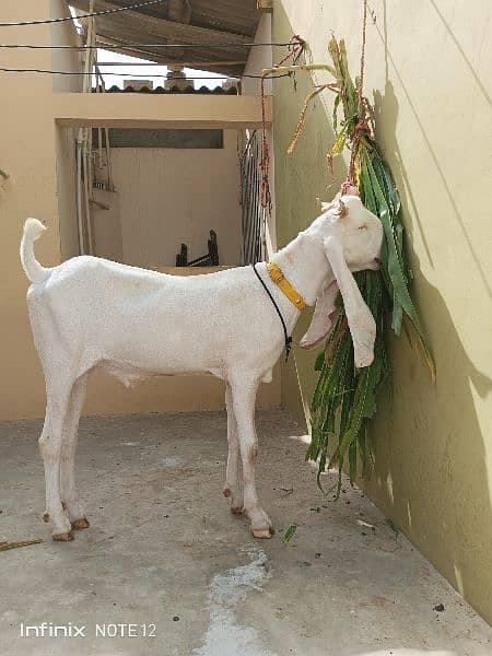 Gulabbi Cross bakra 2 Goat 12