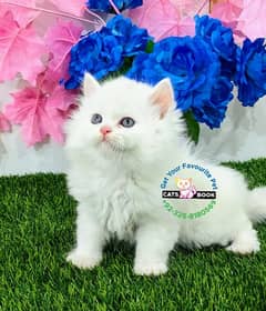 Quality healthy triple coat Persian kitten/Cat
