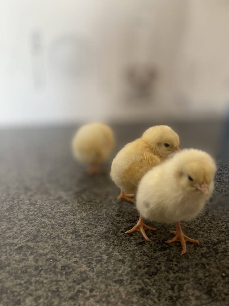 light Sussex Chicks 3