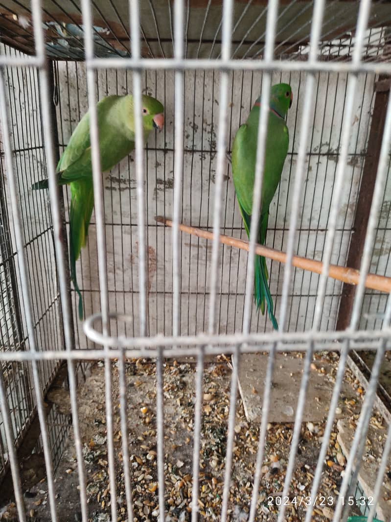 green ringneck 0