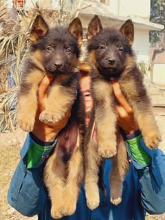 German Shepherd Pair | German Shepherd Long coat Puppies For Sale