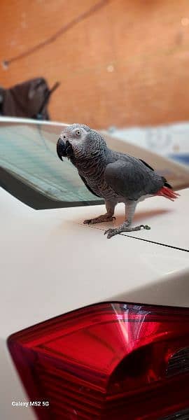 Speaking African gray parrot 1