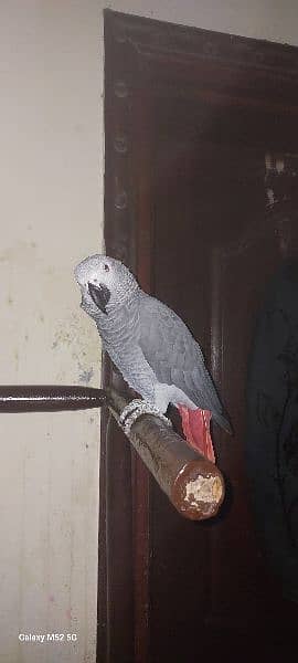 Speaking African gray parrot 3