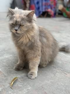 Persian Female cat 0