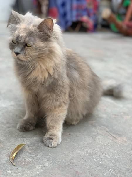 Persian Female cat 1