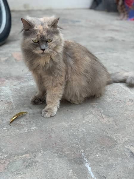 Persian Female cat 2