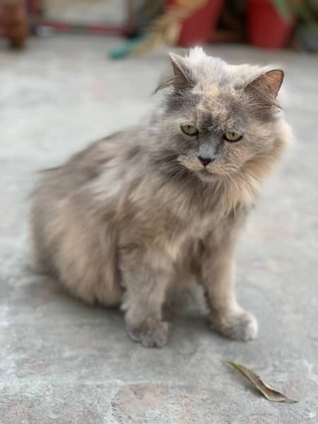 Persian Female cat 3