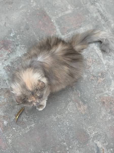 Persian Female cat 4