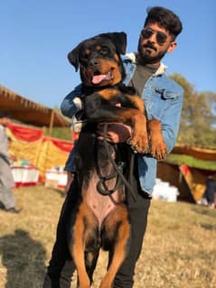 I want to sale my rottweiler female