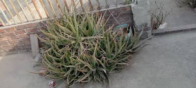Aloe vera for sale