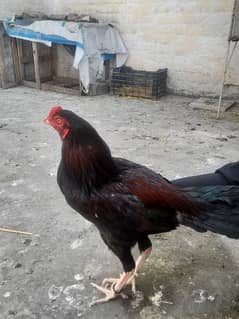 Aseel Hen For Selling Price 10000 Contact No 0312 9115199