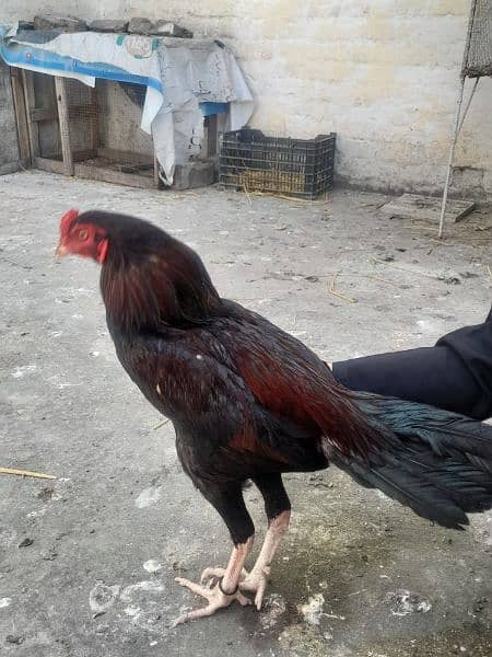 Aseel Hen For Selling Price 10000 Contact No 0312 9115199 1