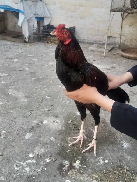 Aseel Hen For Selling Price 10000 Contact No 0312 9115199 2