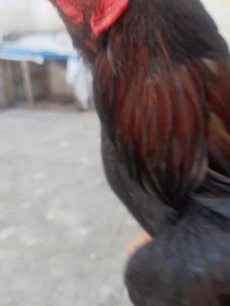 Aseel Hen For Selling Price 8000 Contact No 0312 9115199 3