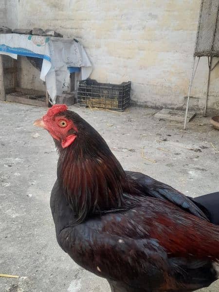 Aseel Hen For Selling Price 10000 Contact No 0312 9115199 4