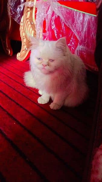 Full white cat female with blue eyes over cuteness well trained 3