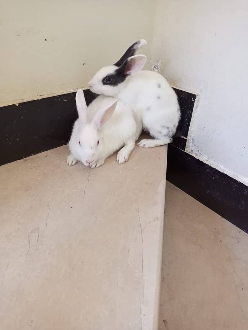 Rabbit Pair For Sale 1