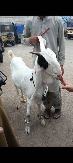 Gulabbi Cross bakra 2 Goat