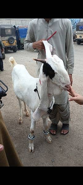 Gulabbi Cross bakra 2 Goat 0
