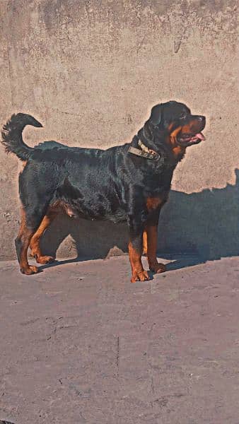 rottweiler puppy available