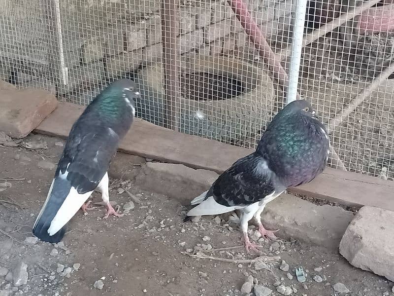 Norwich ,norvich young breeder pair 4